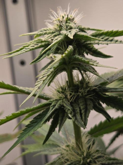 Blueberry. Week 10
