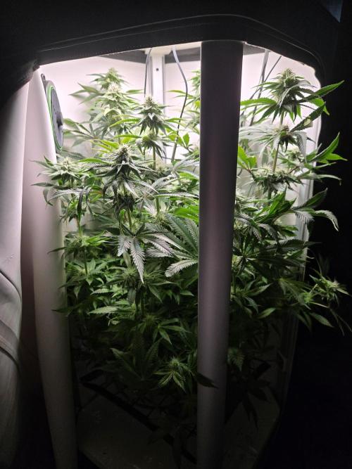 Blueberry. Week 11