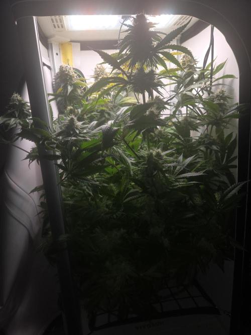 Blueberry. Week 12