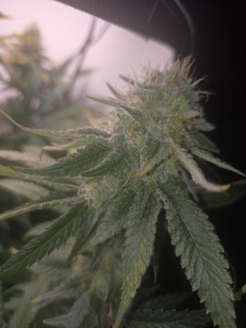 Blueberry. Week 12