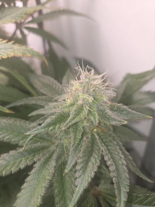 Blueberry. Week 12