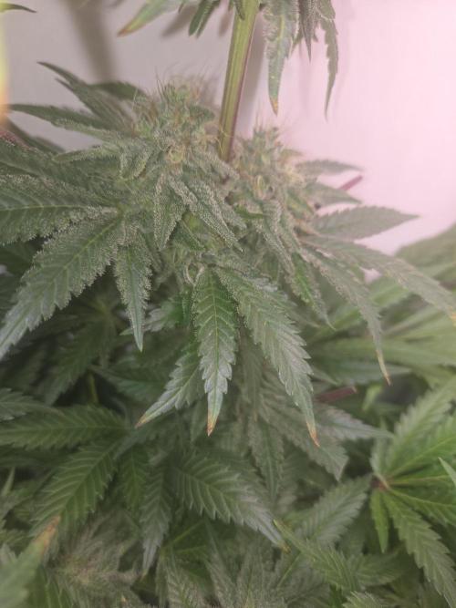 Blueberry. Week 12