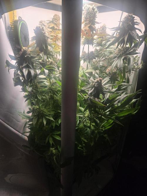Blueberry. Week 13