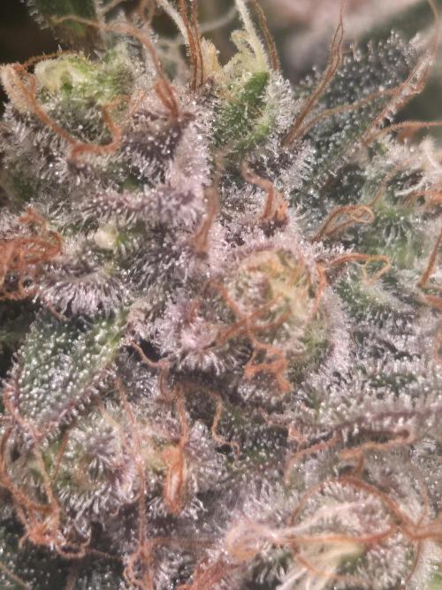 Blueberry. Week 13