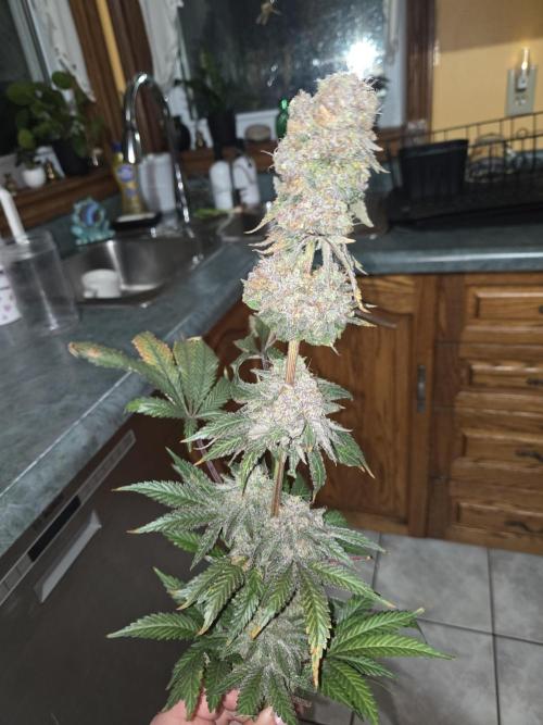 Blueberry. Week 14