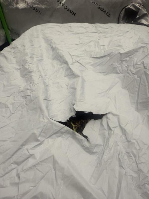 First grow GDP Auto. Week 0 - Sprout after 3 days germinating 
12/31
