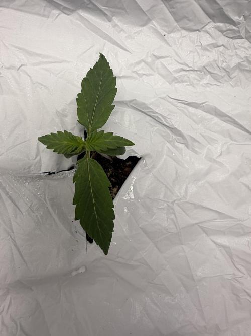 First grow GDP Auto. Week 0 - 01/08