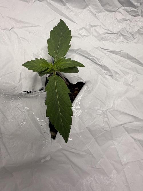 First grow GDP Auto. Week 0