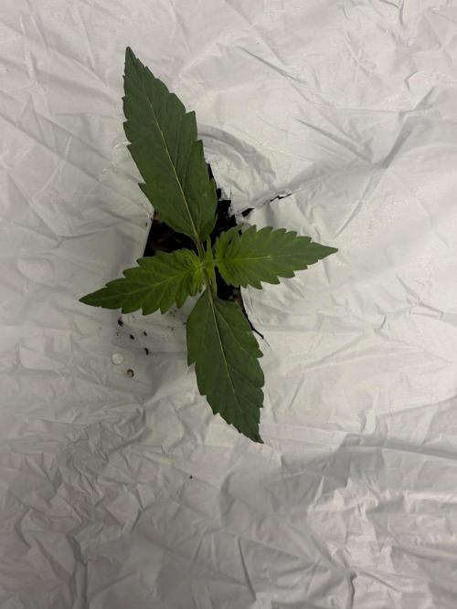 First grow GDP Auto. Week 0