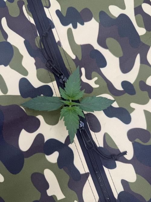 First grow GDP Auto. Week 0 - 01/10 Top dressing
Build a soil top dressing- 3 cups
Craft blend-1/2 cup
