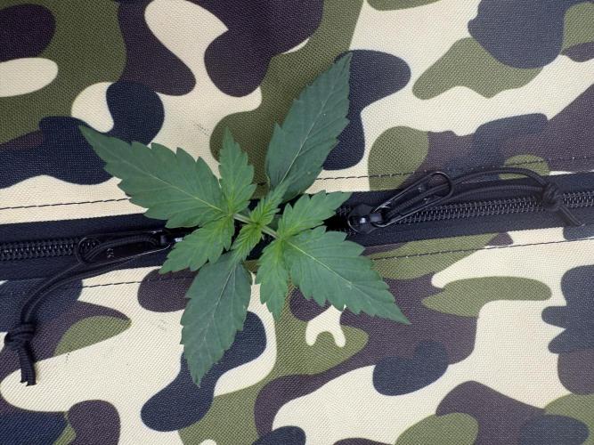 First grow GDP Auto. Week 0 - 01/11