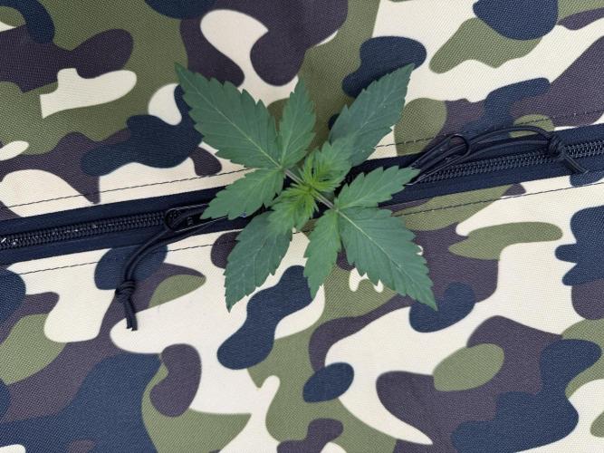 First grow GDP Auto. Week 0 - 01/12