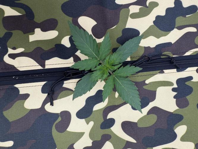 First grow GDP Auto. Week 0