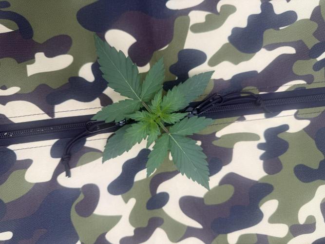 First grow GDP Auto. Week 0 - 01/13