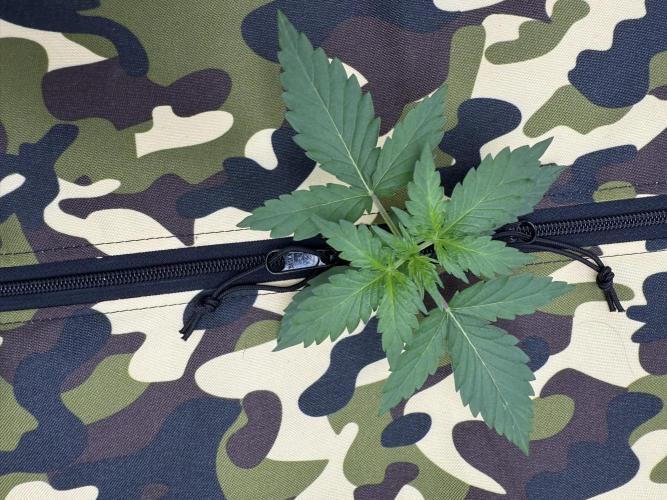 First grow GDP Auto. Week 0 - 01/14