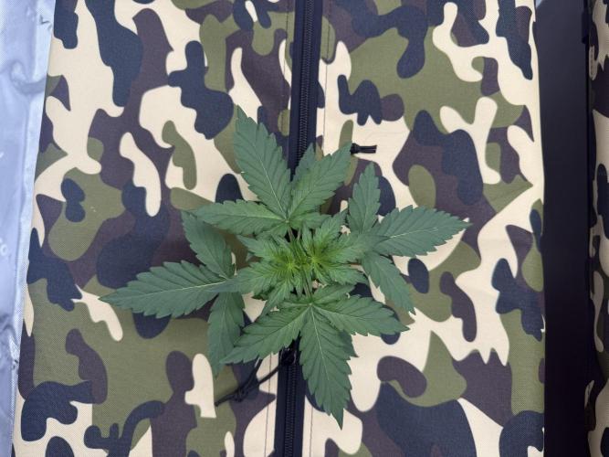 First grow GDP Auto. Week 0 - 01/16