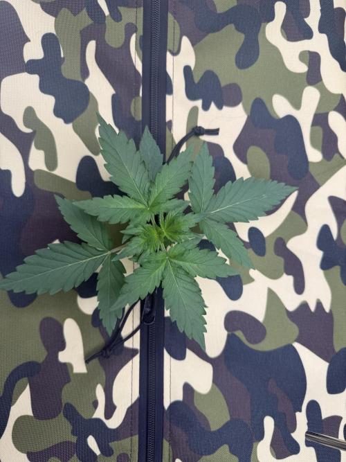 First grow GDP Auto. Week 2