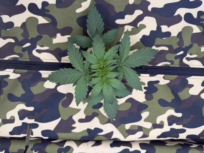 First grow GDP Auto. Week 2