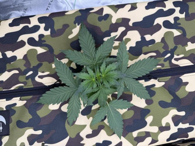 First grow GDP Auto. Week 2