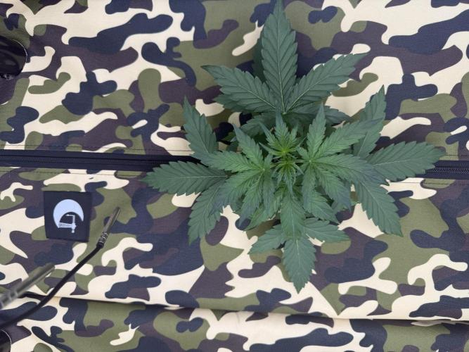 First grow GDP Auto. Week 2