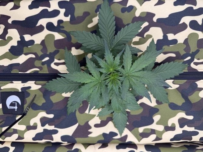 First grow GDP Auto. Week 3