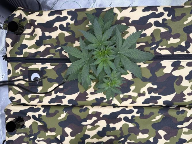 First grow GDP Auto. Week 3