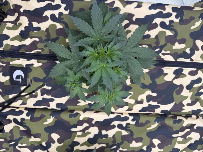 First grow GDP Auto. Week 3