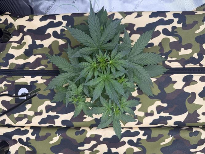 First grow GDP Auto. Week 3