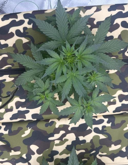 First grow GDP Auto. Week 3