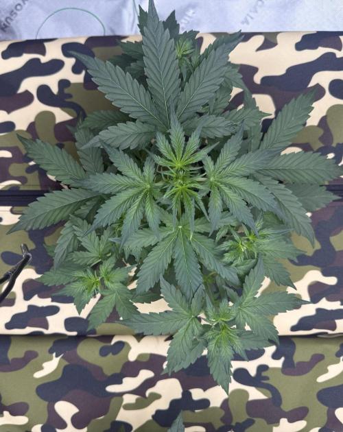 First grow GDP Auto. Week 4