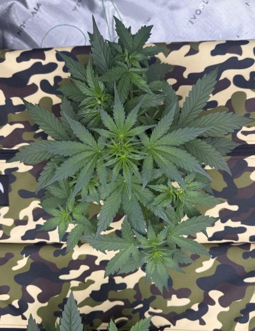 First grow GDP Auto. Week 4