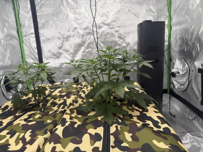 First grow GDP Auto. Week 4