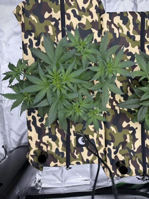 First grow GDP Auto. Week 4