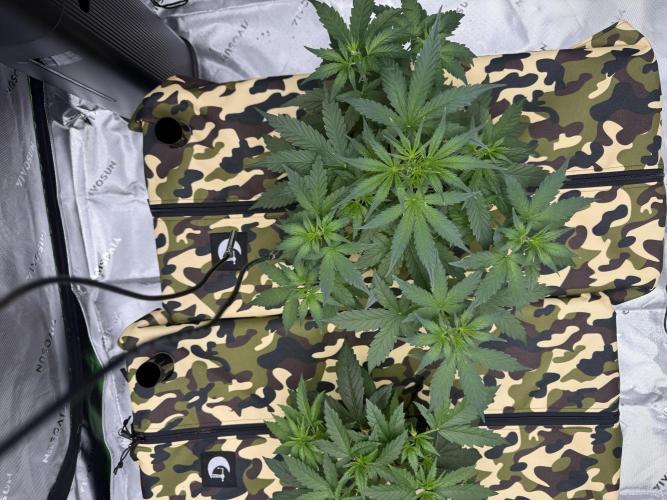 First grow GDP Auto. Week 4