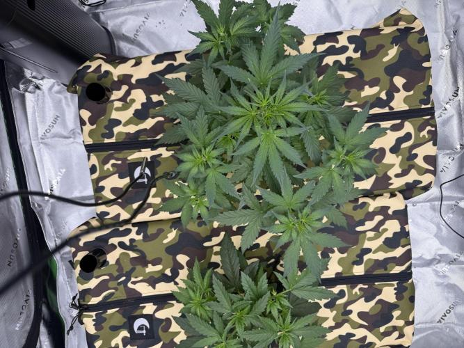 First grow GDP Auto. Week 4