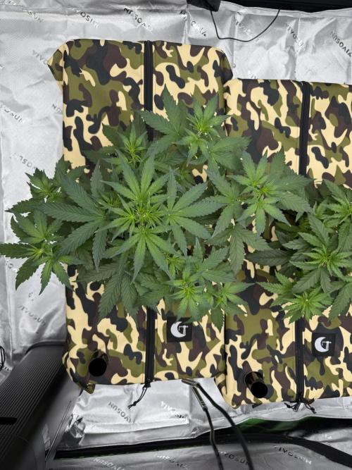 First grow GDP Auto. Week 4