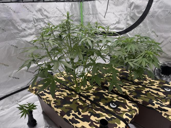 First grow GDP Auto. Week 5 - Continuing her stretch 🤙🏼👏🏼
Hope to be growing threw trellis over next week.