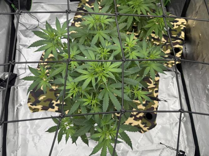 First grow GDP Auto. Week 5 - Filled Earthbox reservoir 2 1/2 gal