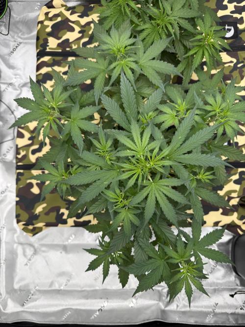 First grow GDP Auto. Week 5