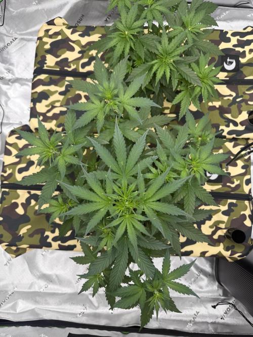 First grow GDP Auto. Week 5