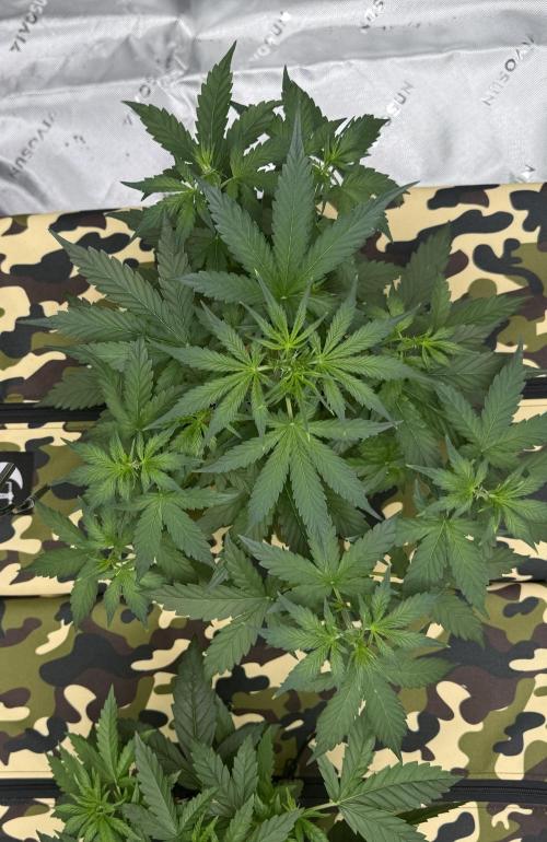 First grow GDP Auto. Week 5