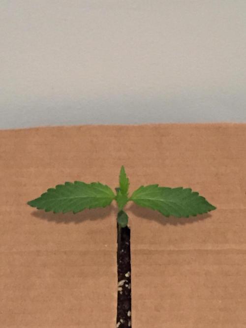 Homegrow. Week 1
