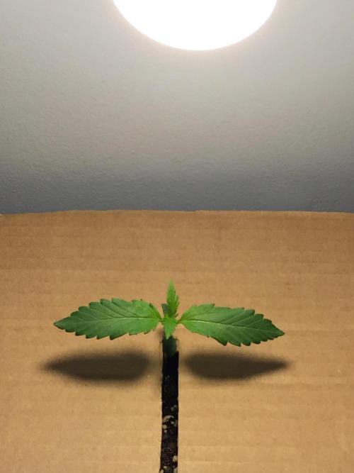 Homegrow. Week 1