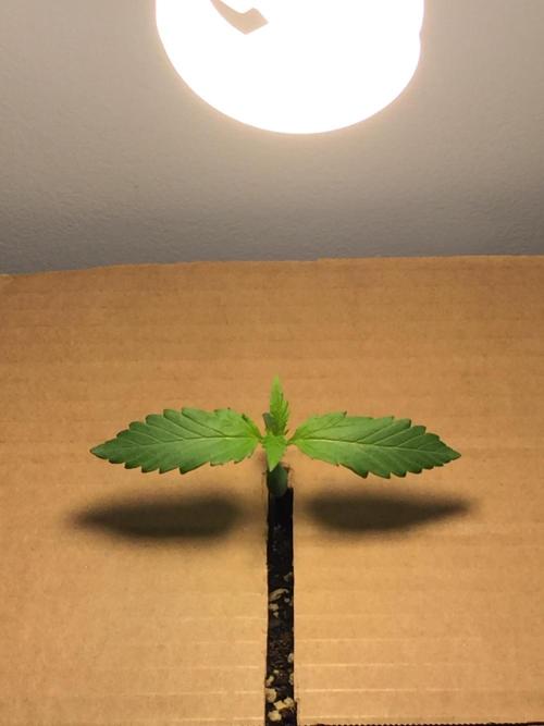 Homegrow. Week 1