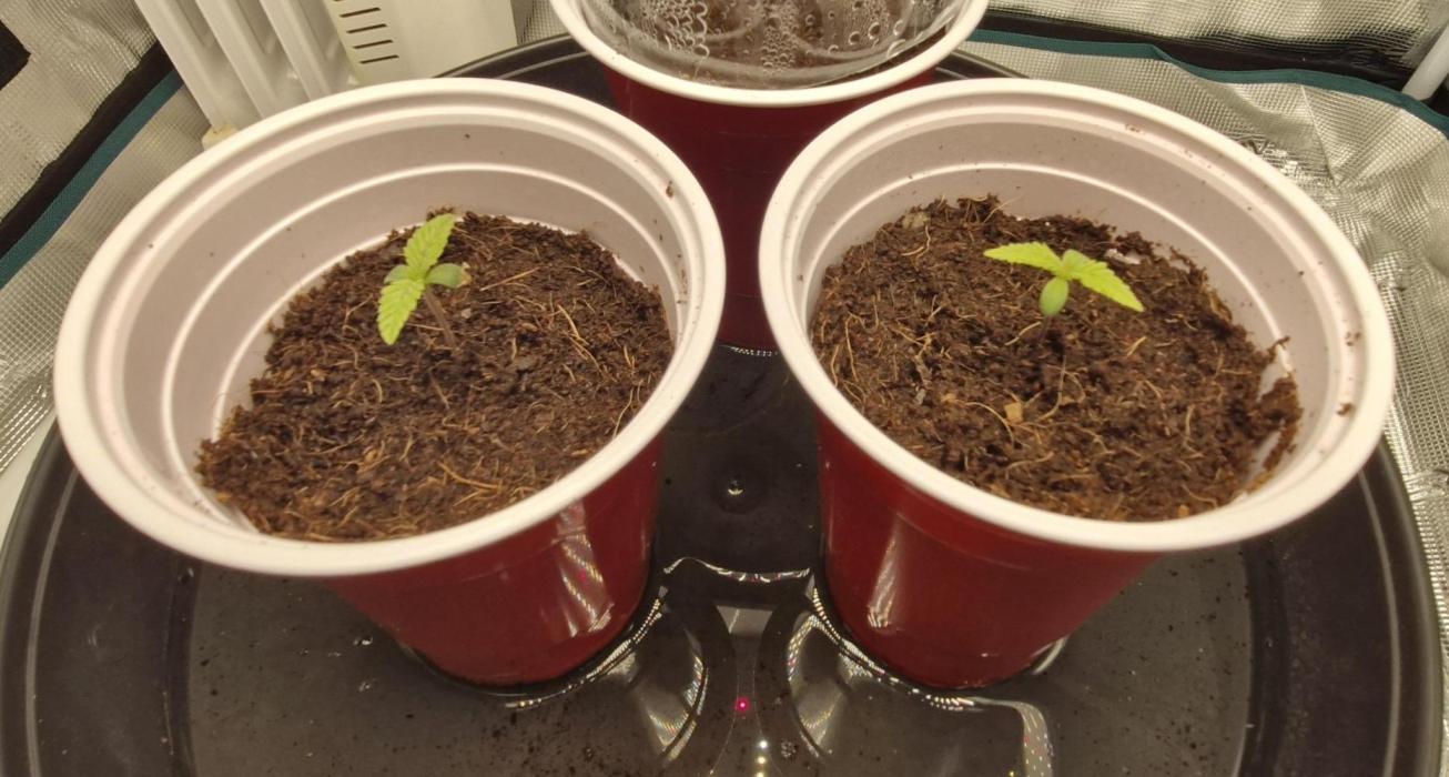 1st Grow Diary. Week 0