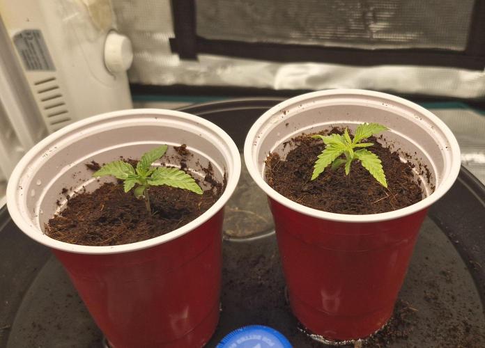 1st Grow Diary. Week 1
