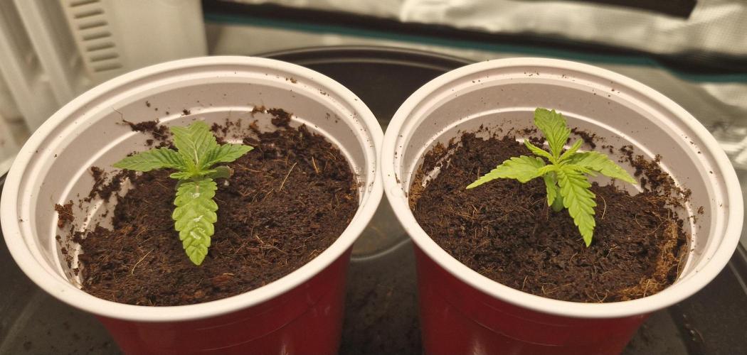 1st Grow Diary. Week 1
