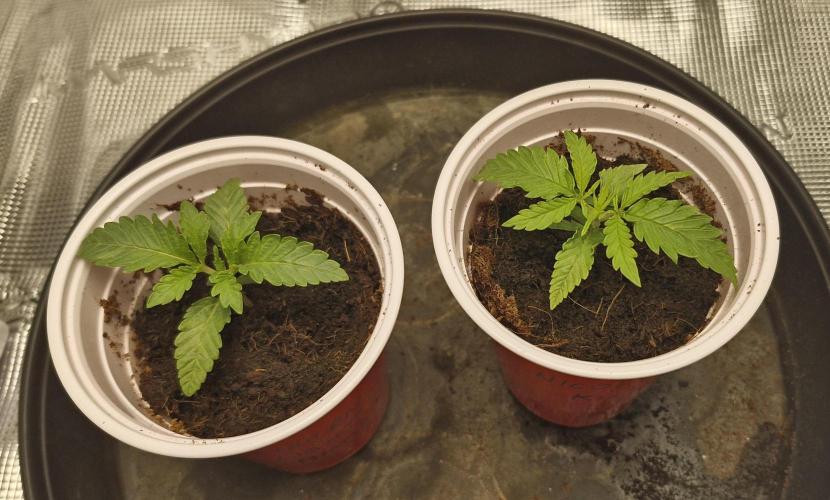 1st Grow Diary. Week 1