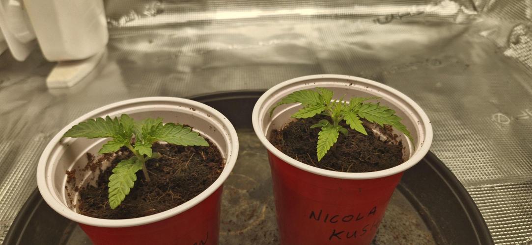 1st Grow Diary. Week 1