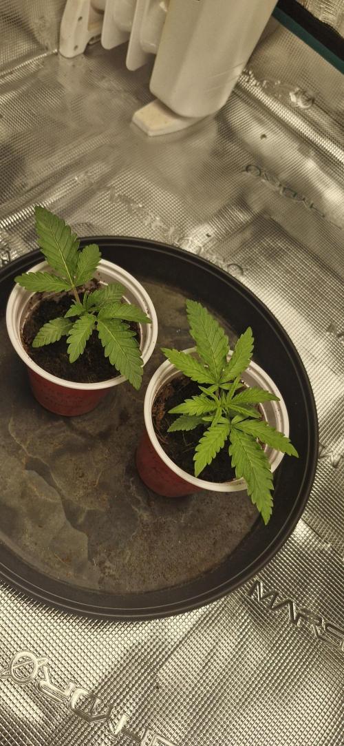 1st Grow Diary. Week 1